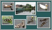 5th Jul 2019 - Canal and feathered friends.