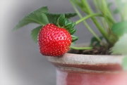 3rd Jul 2019 - First Stawberry