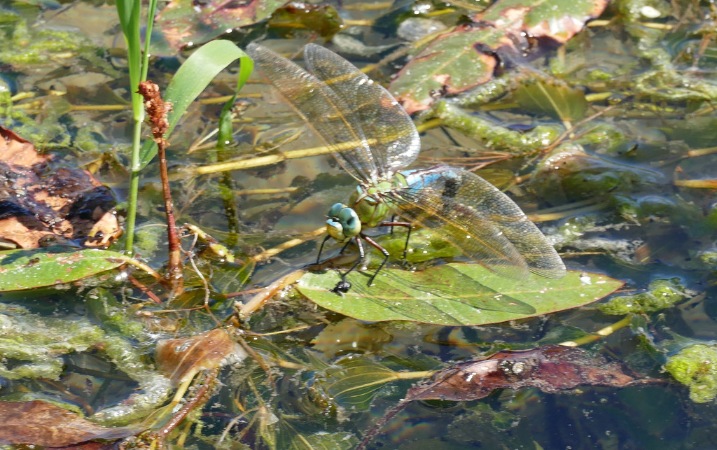 blue dragonfly on the water by marijbar
