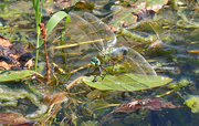5th Jul 2019 - blue dragonfly on the water