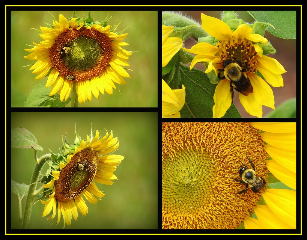 Sunflowers and Bumblebees by homeschoolmom