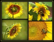 5th Jul 2019 - Sunflowers and Bumblebees