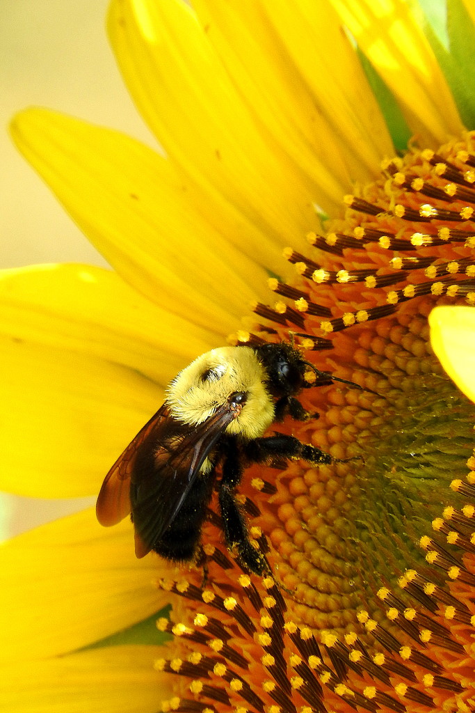 Bumblebee macro by homeschoolmom