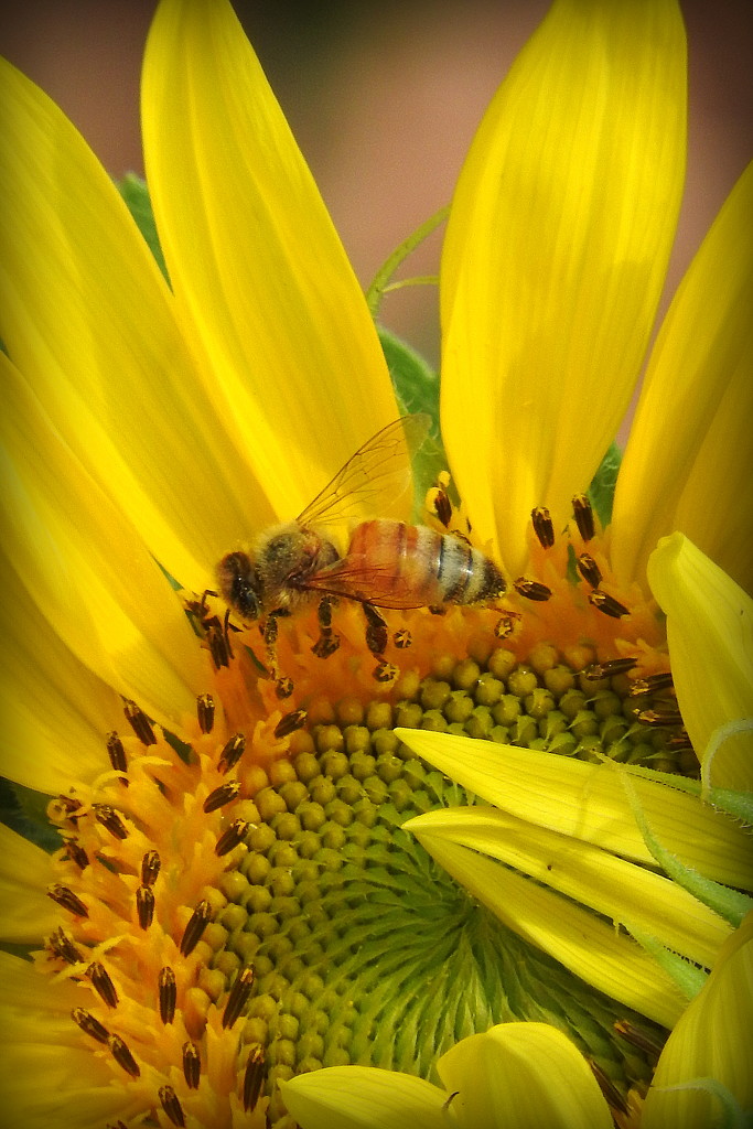 Sunflower honey in the making! by homeschoolmom