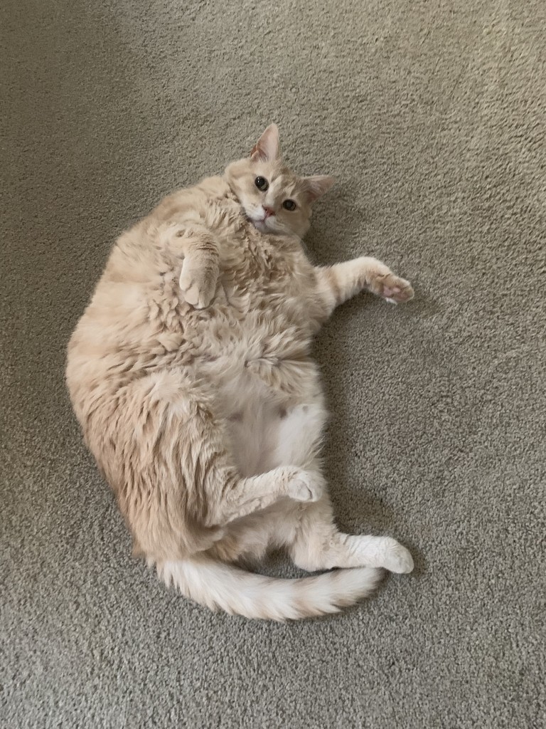 Fatty catty by kdrinkie