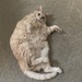 Fatty catty by kdrinkie