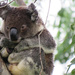 wet wet wet by koalagardens