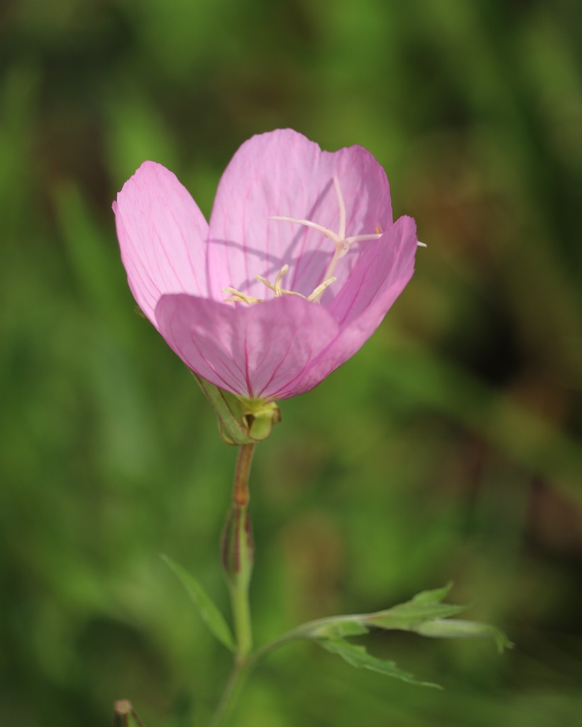 July 5: Pink Primrose by daisymiller