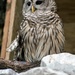Barred Owl by chejja