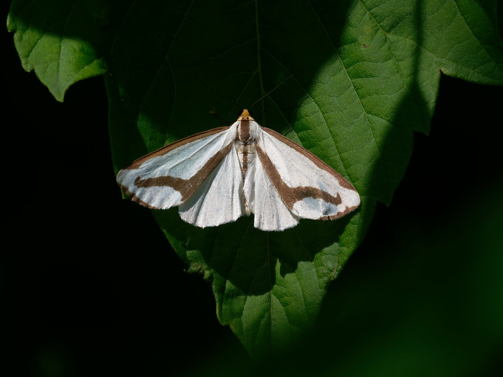 Leconte's haploa moth by rminer