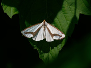 5th Jul 2019 - Leconte's haploa moth