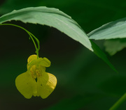 5th Jul 2019 - yellow jewelweed