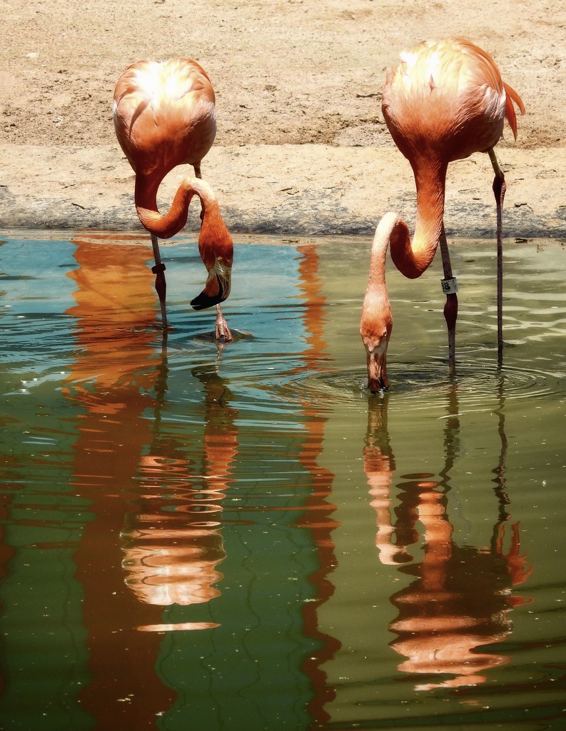 Zoo flamingos by amyk