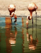 5th Jul 2019 - Zoo flamingos