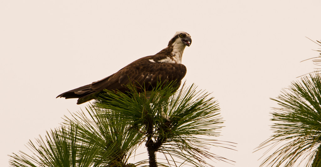 Osprey In the Pines! by rickster549