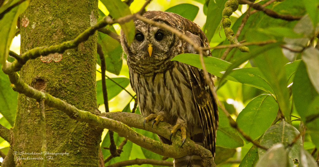 Barred Owl, Peeking From Behind the Branch! by rickster549