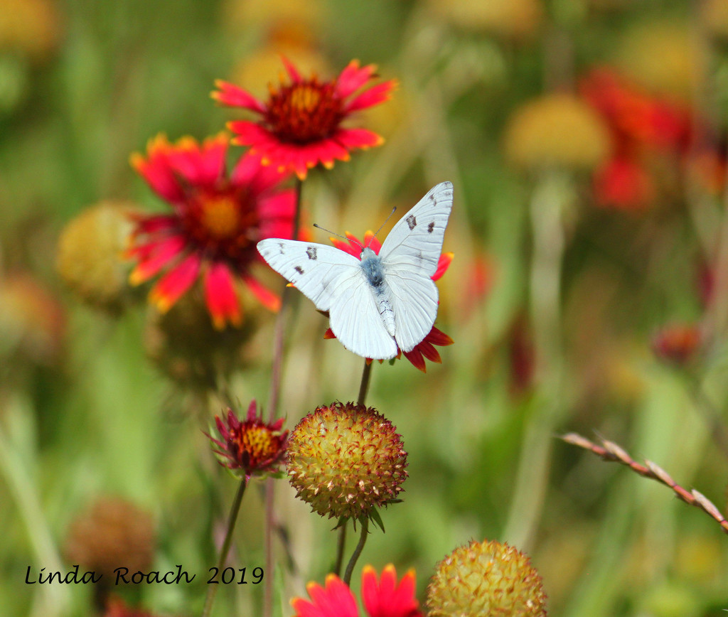 White Butterfly by grannysue