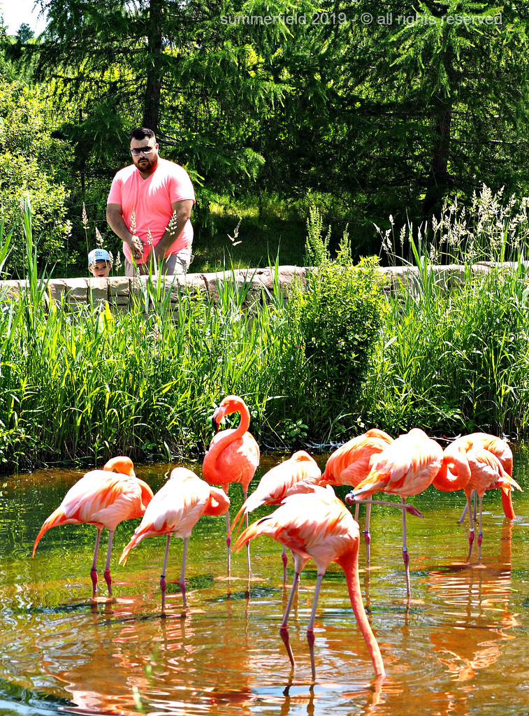 if you have to photobomb the flamingoes by summerfield