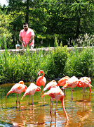 5th Jul 2019 - if you have to photobomb the flamingoes