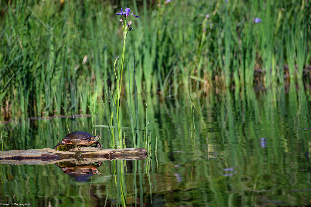 Turtle Enters Monet Painting by taffy