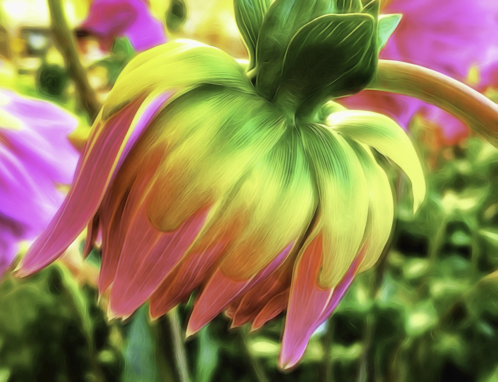 Summer Flower by joysfocus