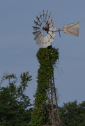 3rd Jul 2019 - The Windmill and the Ivy