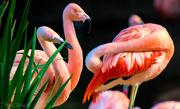 5th Jul 2019 - Flamingo Friday '19 14