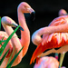 Flamingo Friday '19 14 by stray_shooter