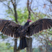 Turkey Vulture Power by kareenking