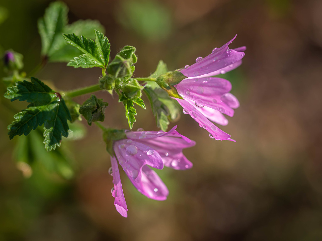 After rain by haskar