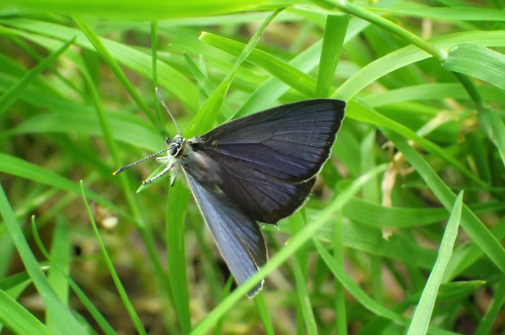 Blue Hairstreak Butterfly by mattjcuk