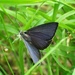 Blue Hairstreak Butterfly by mattjcuk