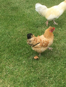 5th Jul 2019 - Someone else's hens