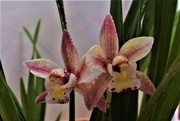 7th Jul 2019 - Rescued Orchid ~ 
