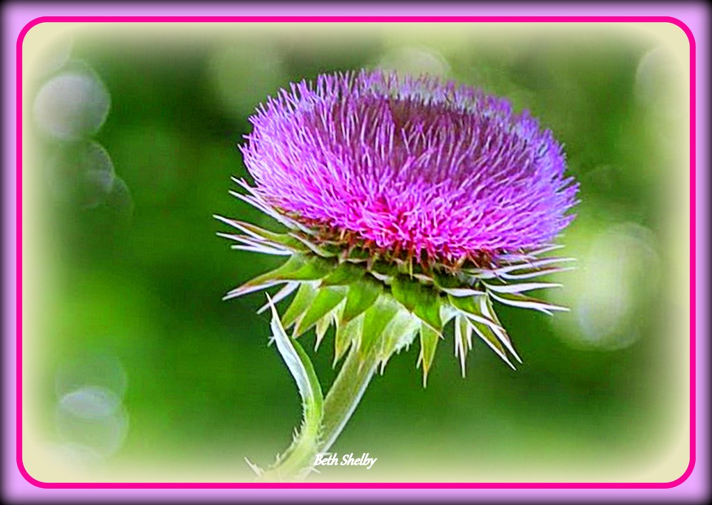 Simple Thistle by vernabeth