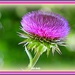 Simple Thistle by vernabeth