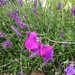 Lavender and purple sweet peas - oh and raindrops. Guess what weather we had in Norfolk today? by 365anne