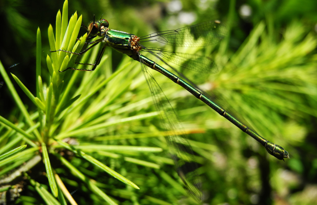 green dragonfly by marijbar