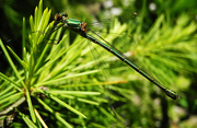 6th Jul 2019 - green dragonfly