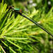 green dragonfly by marijbar