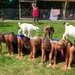 Baby Goat Yoga by radiodan