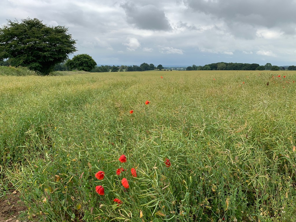 Local field by 365projectmaxine