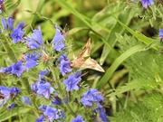 6th Jul 2019 -  Silver Y Moth on Vipers Bugloss 