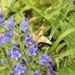  Silver Y Moth on Vipers Bugloss  by susiemc