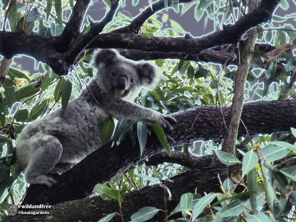 a Dewdrop effect by koalagardens