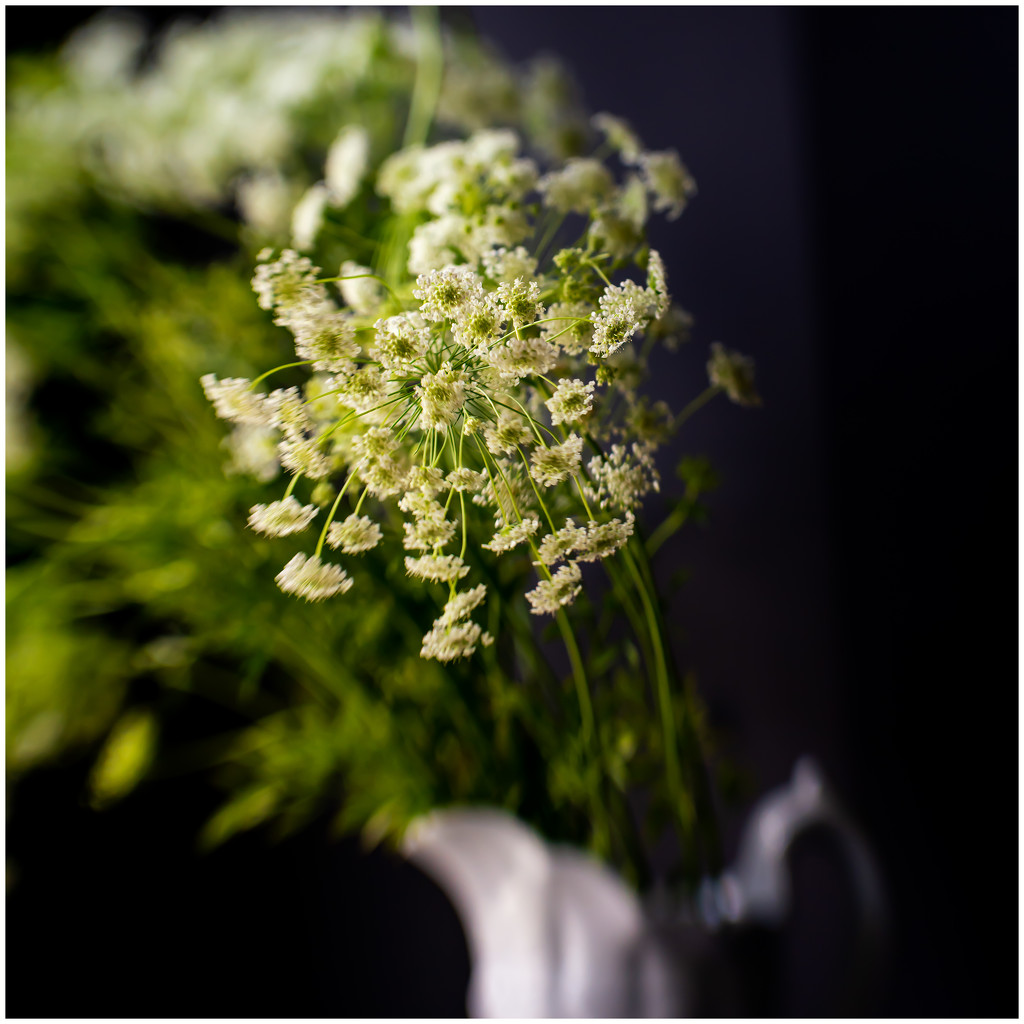 more Queen Anne's lace by jernst1779