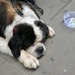 Busking is a hard life..... by orchid99