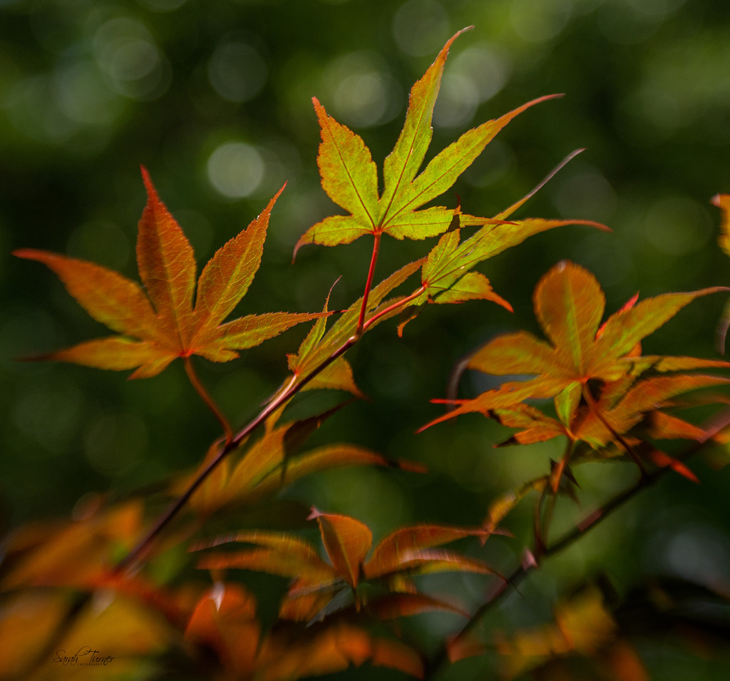 Japanese Maple  by samae