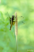 6th Jul 2019 - Side view of a dragonfly!