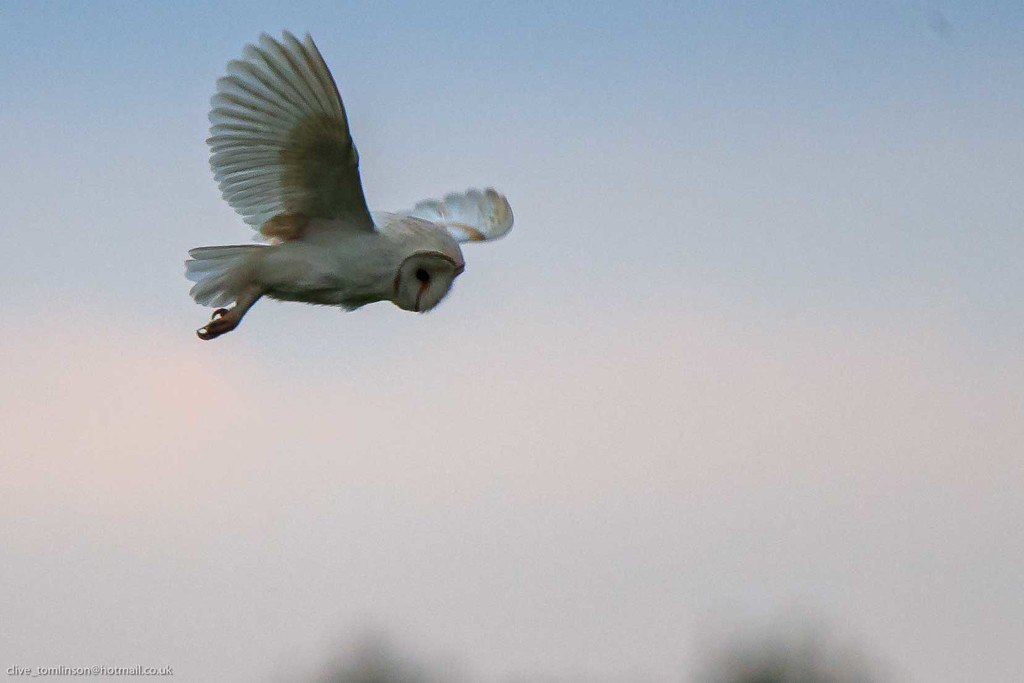 Barn Owl in hover mode. by padlock